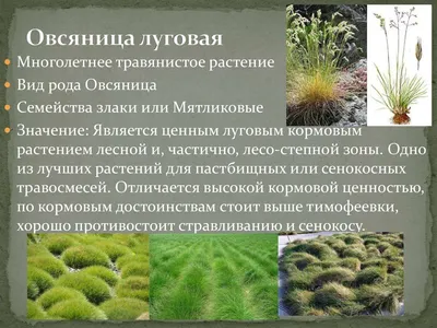 Посадите 2 вида травы, и забудьте о вымерзании газона навсегда | Блог79 |  Дзен