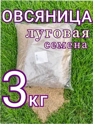 Газонные травы овс - купить по выгодным ценам в интернет-магазине OZON  (876841136)