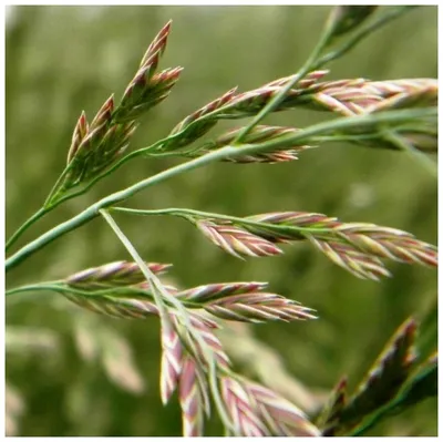 Овсяница луговая (Festuca Pratensis)