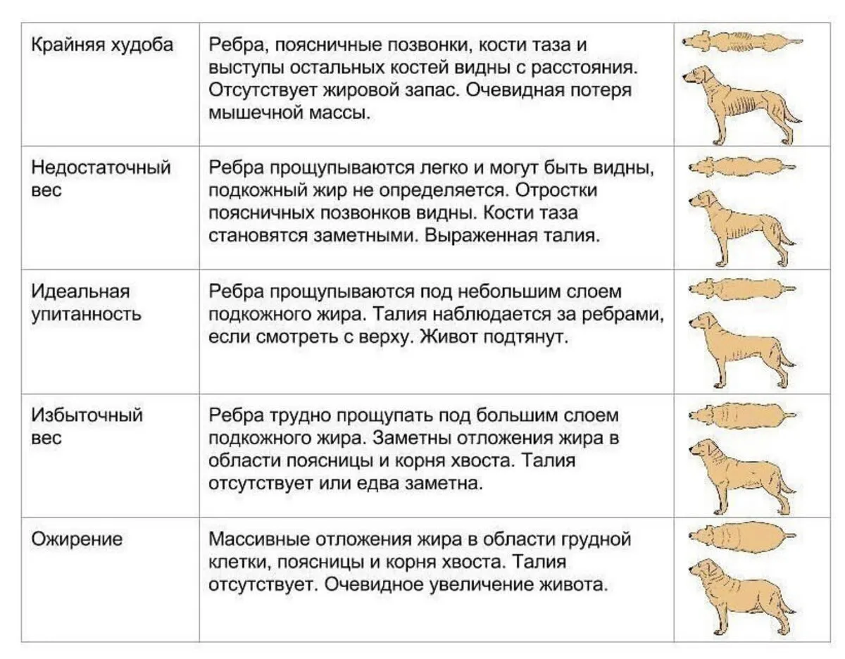 Определение Собаки По Фото