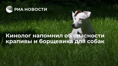 Ожоги, отеки и аллергический шок: чем опасны крапива и борщевик для собак -  SakhalinMedia.ru