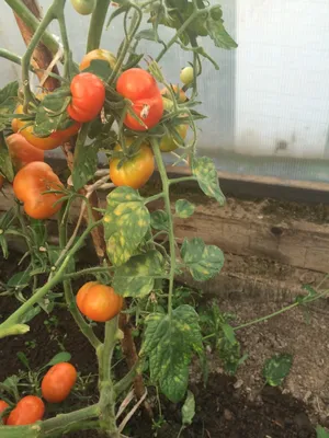 Ожог листьев томатов: фото того, как он выглядит, а также что делать, если  недуг получила рассада, какое лечение может реанимировать помидоры после  солнечной травмы?
