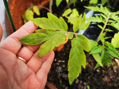 Бурые пятна на листьях томата в мае – это НЕ фитофтора! | Посад | Дзен