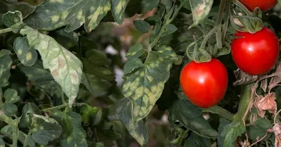 Желтеют и сохнут листья у помидор – Fazenda