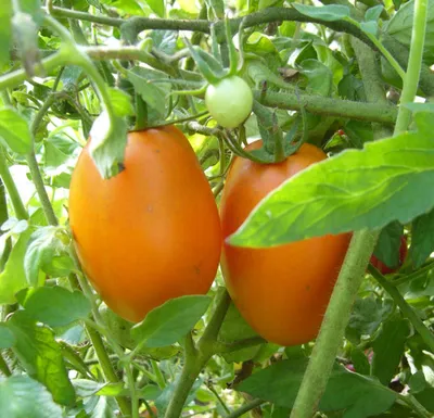 Семена томата Виагра от европейских поставщиков Гавриш