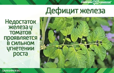 Помидорные страдания: 7 аспектов получения хорошего урожая томатов