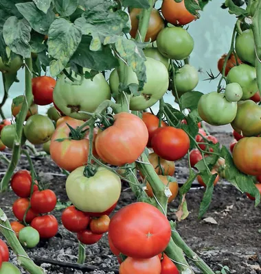 Названы причины появления пятен на листьях помидоров - МК