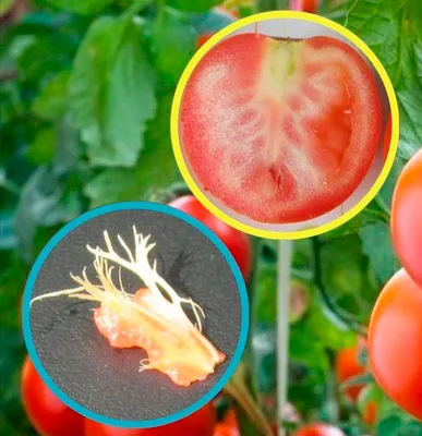 Скручиваются листья у томатов: в чем могут быть причины и что с этим делать