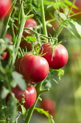 Белые прожилки в томатах – в чем причина?