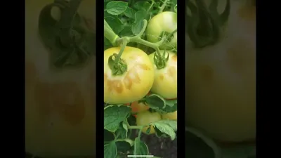 Появились пятна на листьях томатов. Что это может быть и что делать? -  ответы экспертов 7dach.ru