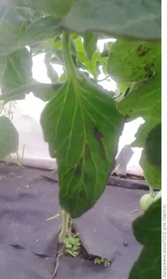 Гибнет рассада помидор: что делать, если листья вянут, засыхают и  отваливаются