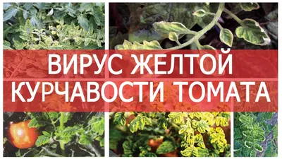 Высаживаем томаты — Статьи — Хобби Сад