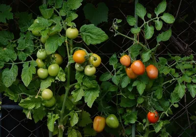 Высаживаем томаты — Статьи — Хобби Сад