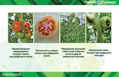 Сохнут листья томатов в теплице. Можно ли их спасти? - ответы экспертов  7dach.ru