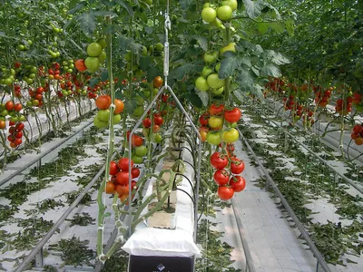 Осторожно: солнечный ожог томатов – как можно спасти урожай в аномальную  жару?