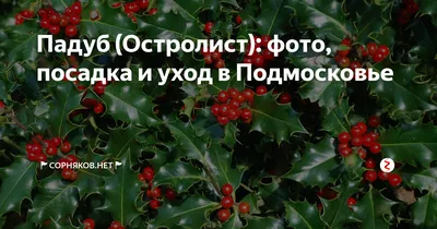 Падуб: живое доказательство величия природы