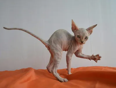 Скачать бесплатно фото паховой грыжи у кошки в png