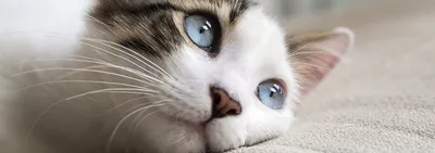 Фото паховой грыжи у кошки в формате jpg для скачивания