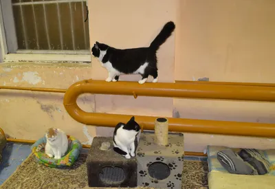 Фото паховой грыжи у кошки: скачать в webp