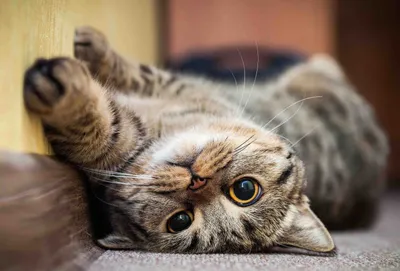 Фотографии паховой грыжи у кошки: скачать бесплатно в png