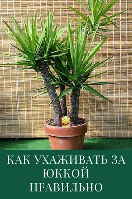 Юкка: уход в домашних условиях | Растение юкка, Идеи посадки растений, Сад  на балконе квартиры