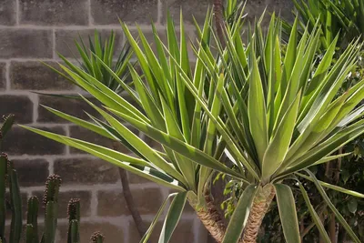 Юкка (Yucca) домашняя пальма купить в СПб в интернет – магазине