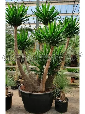 ЮККА РАЗВЕТВЛЕННАЯ ДИАМЕТР 118 СМ ВЫСОТА 375 СМ с доставкой 🌿 Greendekor