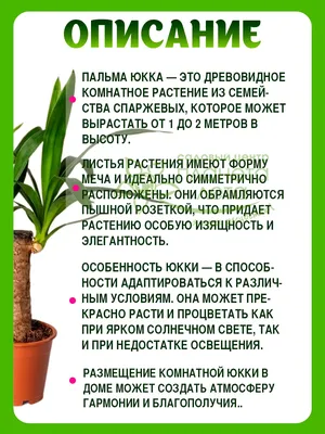 Юкка садовая: посадка, уход, размножение, обрезка, зимовка