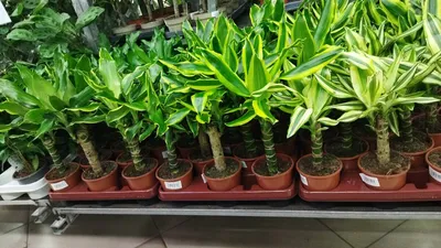 Пальма Юкка в керамике купить в Москве с доставкой в интернет магазине Pilea