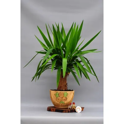 Yucca aloifolia - Юкка Алоэлистная - купить семена на Tropics Seeds.