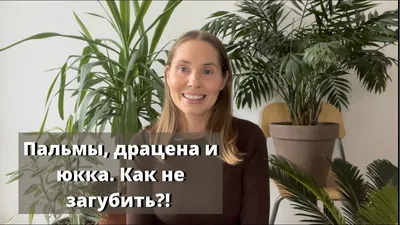 YUCCA ELEPHANTIPES растение в горшке Юкка слоновая/2 стебля 24 см | IKEA  Eesti