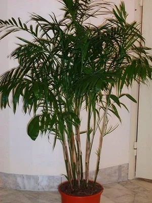 Пальма хамедорея фото фотографии