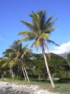 Пальма кокосовая фотографии