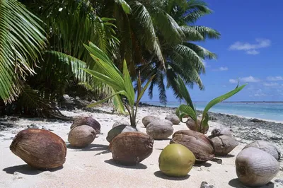 Скачать бесплатно фото пальмы кокосовой