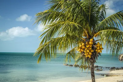 Фотография пальмы кокосовой в webp формате