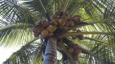 Пальма кокосовая идеально подходит для обоев