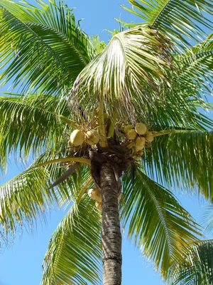 Изображение кокосовой пальмы в формате jpg