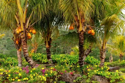 Кокосовая пальма - символ тропиков