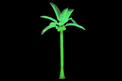 Фото пальмы кокосовой для использования на сайтах