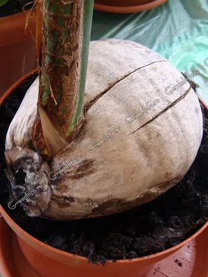Пальма кокосовая и белоснежный песок