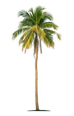 Кокосовая пальма в тени летних облаков
