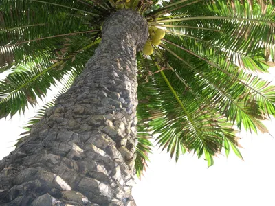Пальма кокосовая на фоне зеленой природы