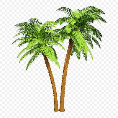 Фото пальмы кокосовой для бесплатного скачивания