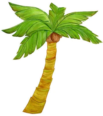 Скачать изображение пальмы кокосовой в хорошем качестве
