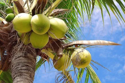 Пальма кокосовая - украшение тропических островов