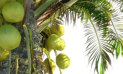 Фото пальмы кокосовой с видом на океан