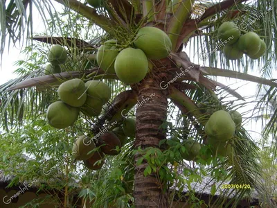 Пальма кокосовая в хорошем качестве