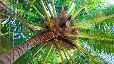 Кокосовая пальма в векторном изображении