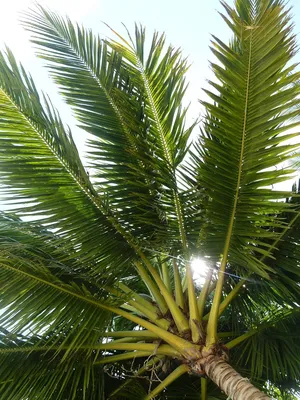 Пальма кокосовая на фоне закрытого неба