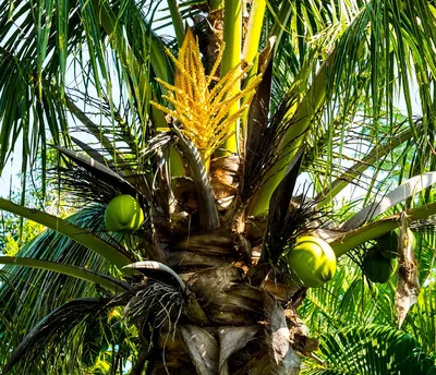 Пальма кокосовая на фоне голубого неба